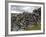 Dry Stone Wall on the Burren, County Clare, Munster, Republic of Ireland-Gary Cook-Framed Photographic Print