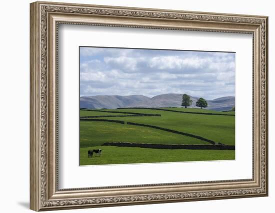 Dry Stone Walls, Eden Valley, Cumbria, England, United Kingdom, Europe-James Emmerson-Framed Photographic Print