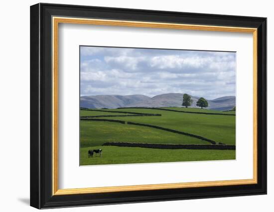 Dry Stone Walls, Eden Valley, Cumbria, England, United Kingdom, Europe-James Emmerson-Framed Photographic Print