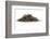 Dry Tea-Fabio Petroni-Framed Photographic Print