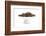 Dry Tea-Fabio Petroni-Framed Photographic Print