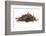 Dry Tea-Fabio Petroni-Framed Photographic Print