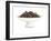 Dry Tea-Fabio Petroni-Framed Photographic Print