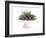 Dry Tea-Fabio Petroni-Framed Photographic Print