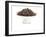 Dry Tea-Fabio Petroni-Framed Photographic Print