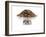 Dry Tea-Fabio Petroni-Framed Photographic Print