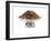 Dry Tea-Fabio Petroni-Framed Photographic Print