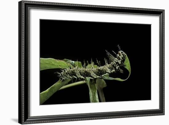 Dryas Julia (Julia Butterfly, the Flame) - Caterpillar Feeding on Passion Flower Leaf-Paul Starosta-Framed Photographic Print