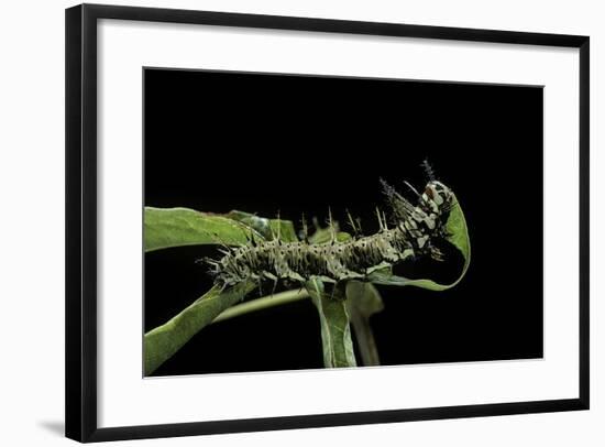 Dryas Julia (Julia Butterfly, the Flame) - Caterpillar Feeding on Passion Flower Leaf-Paul Starosta-Framed Photographic Print