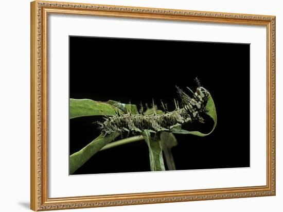 Dryas Julia (Julia Butterfly, the Flame) - Caterpillar Feeding on Passion Flower Leaf-Paul Starosta-Framed Photographic Print