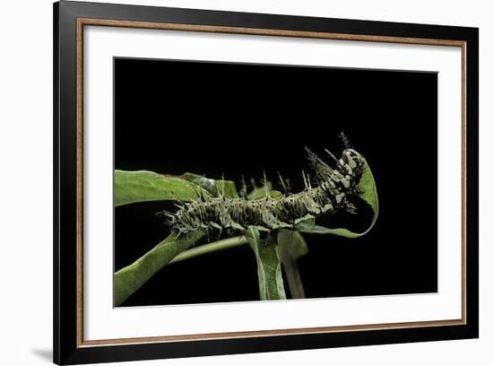 Dryas Julia (Julia Butterfly, the Flame) - Caterpillar Feeding on Passion Flower Leaf-Paul Starosta-Framed Photographic Print