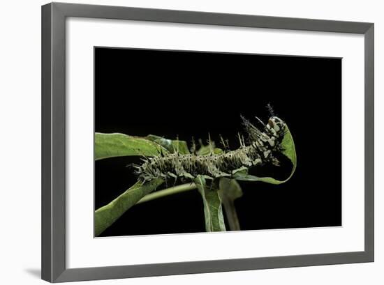 Dryas Julia (Julia Butterfly, the Flame) - Caterpillar Feeding on Passion Flower Leaf-Paul Starosta-Framed Photographic Print