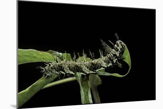 Dryas Julia (Julia Butterfly, the Flame) - Caterpillar Feeding on Passion Flower Leaf-Paul Starosta-Mounted Photographic Print