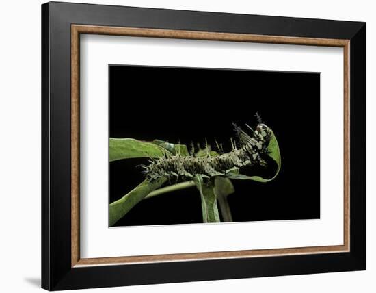 Dryas Julia (Julia Butterfly, the Flame) - Caterpillar Feeding on Passion Flower Leaf-Paul Starosta-Framed Photographic Print