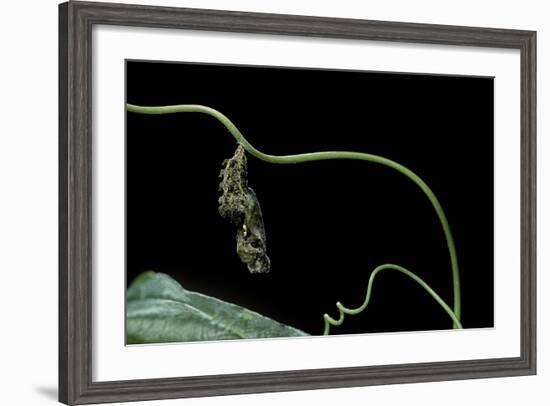 Dryas Julia (Julia Butterfly, the Flame) - Pupa-Paul Starosta-Framed Photographic Print