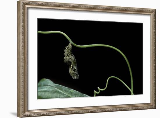 Dryas Julia (Julia Butterfly, the Flame) - Pupa-Paul Starosta-Framed Photographic Print