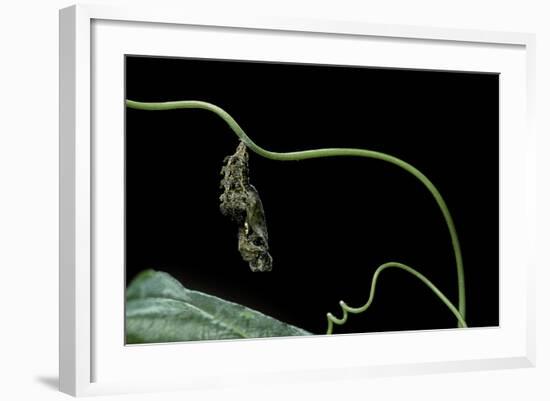 Dryas Julia (Julia Butterfly, the Flame) - Pupa-Paul Starosta-Framed Photographic Print