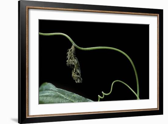 Dryas Julia (Julia Butterfly, the Flame) - Pupa-Paul Starosta-Framed Photographic Print