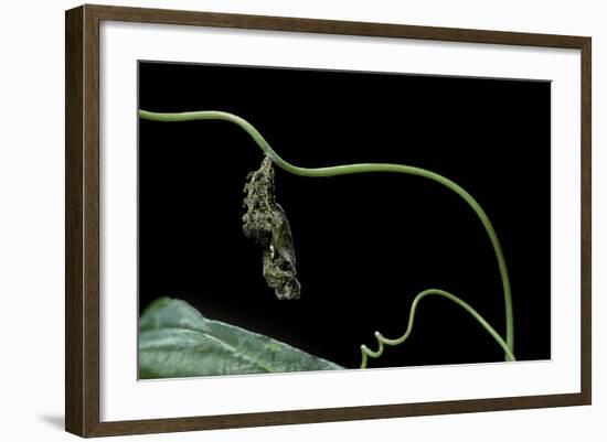 Dryas Julia (Julia Butterfly, the Flame) - Pupa-Paul Starosta-Framed Photographic Print