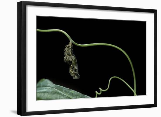 Dryas Julia (Julia Butterfly, the Flame) - Pupa-Paul Starosta-Framed Photographic Print
