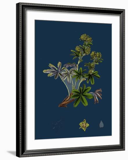 Dryas Octopetala; Mountain Avens-null-Framed Giclee Print