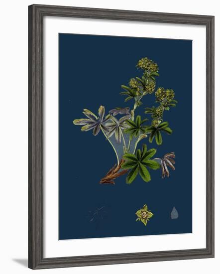 Dryas Octopetala; Mountain Avens-null-Framed Giclee Print