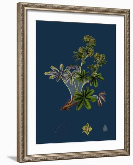 Dryas Octopetala; Mountain Avens-null-Framed Giclee Print