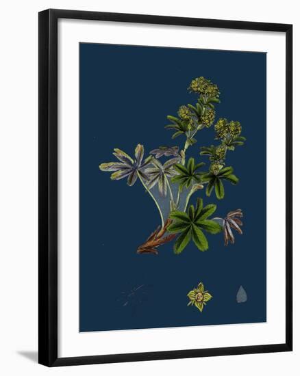 Dryas Octopetala; Mountain Avens-null-Framed Giclee Print