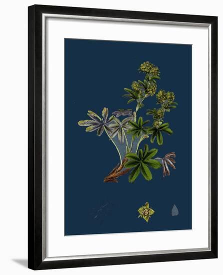 Dryas Octopetala; Mountain Avens-null-Framed Giclee Print