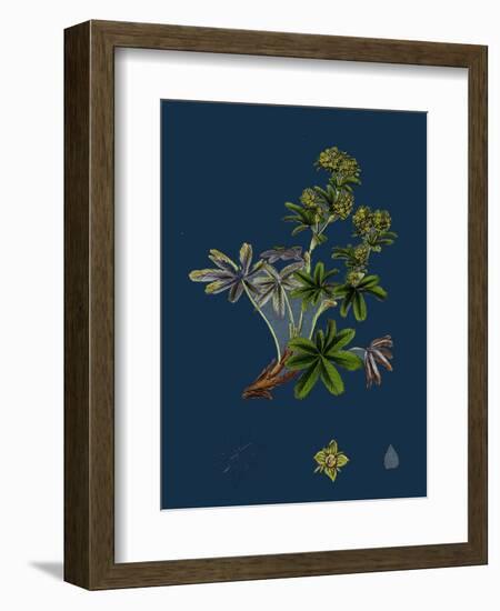 Dryas Octopetala; Mountain Avens-null-Framed Giclee Print