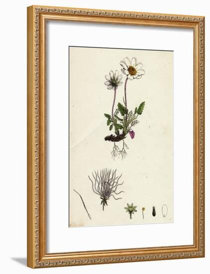 Dryas Octopetala Mountain Avens-null-Framed Giclee Print