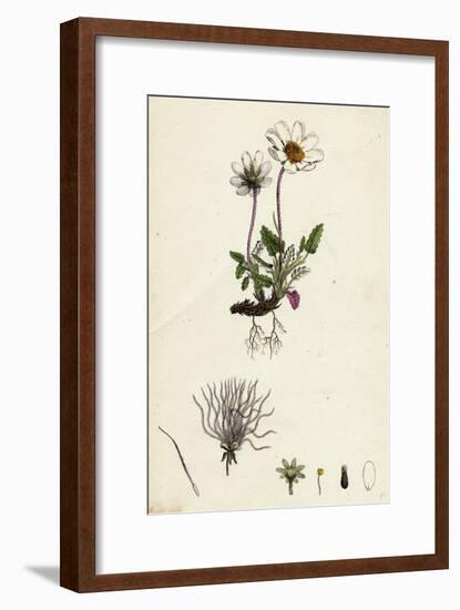 Dryas Octopetala Mountain Avens-null-Framed Giclee Print