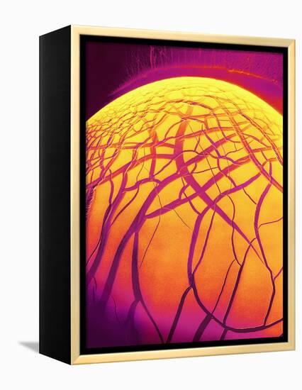Dryed Drop of Blood-Micro Discovery-Framed Premier Image Canvas