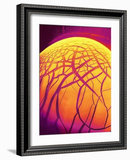 Dryed Drop of Blood-Micro Discovery-Framed Photographic Print