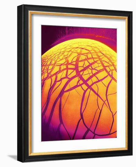 Dryed Drop of Blood-Micro Discovery-Framed Photographic Print