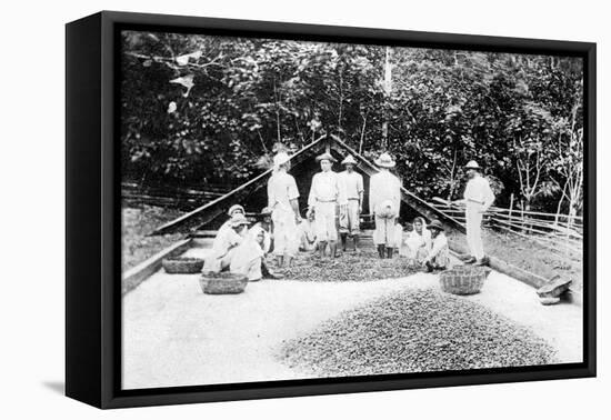 Drying Cocoa, Trinidad, C1900s-null-Framed Premier Image Canvas