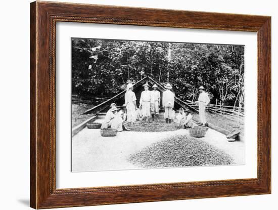 Drying Cocoa, Trinidad, C1900s-null-Framed Giclee Print