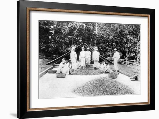 Drying Cocoa, Trinidad, C1900s-null-Framed Giclee Print