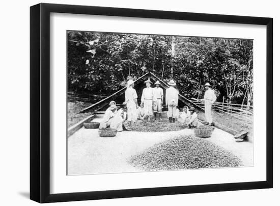 Drying Cocoa, Trinidad, C1900s-null-Framed Giclee Print