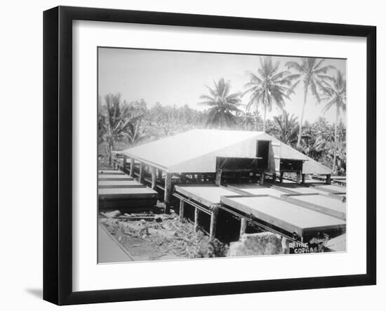 Drying Copra, Solomon Island, Fiji, 1905-null-Framed Giclee Print