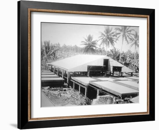 Drying Copra, Solomon Island, Fiji, 1905-null-Framed Giclee Print