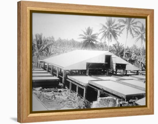 Drying Copra, Solomon Island, Fiji, 1905-null-Framed Premier Image Canvas