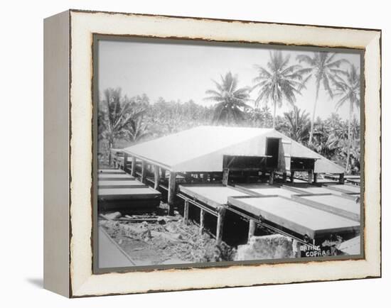 Drying Copra, Solomon Island, Fiji, 1905-null-Framed Premier Image Canvas