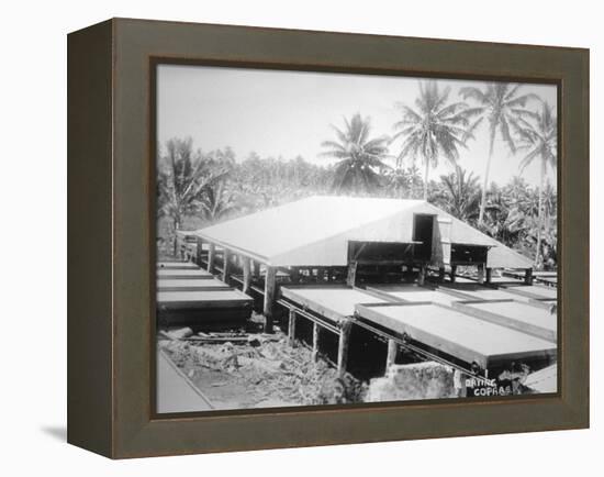 Drying Copra, Solomon Island, Fiji, 1905-null-Framed Premier Image Canvas