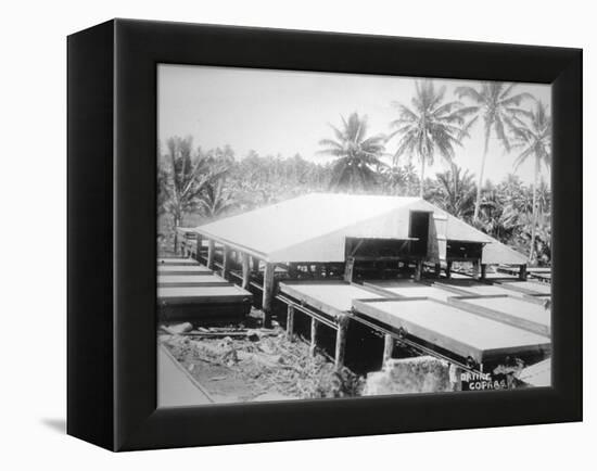 Drying Copra, Solomon Island, Fiji, 1905-null-Framed Premier Image Canvas