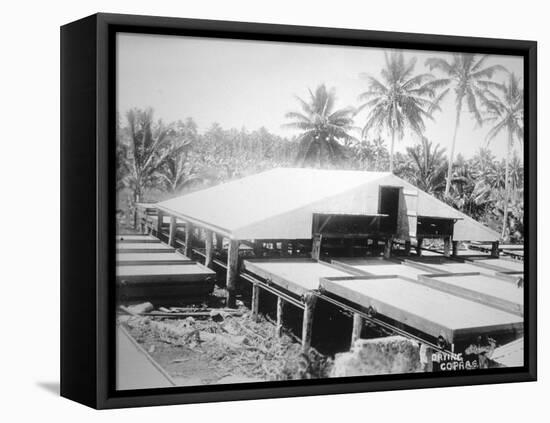 Drying Copra, Solomon Island, Fiji, 1905-null-Framed Premier Image Canvas