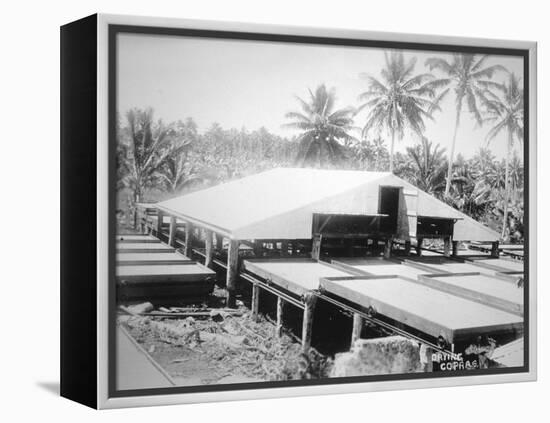 Drying Copra, Solomon Island, Fiji, 1905-null-Framed Premier Image Canvas