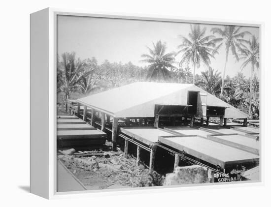Drying Copra, Solomon Island, Fiji, 1905-null-Framed Premier Image Canvas