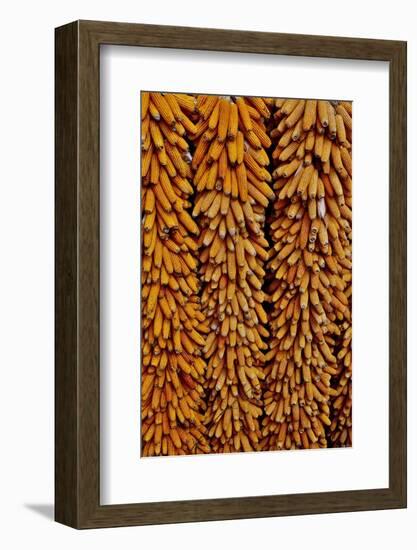 Drying Corn-Darrell Gulin-Framed Photographic Print