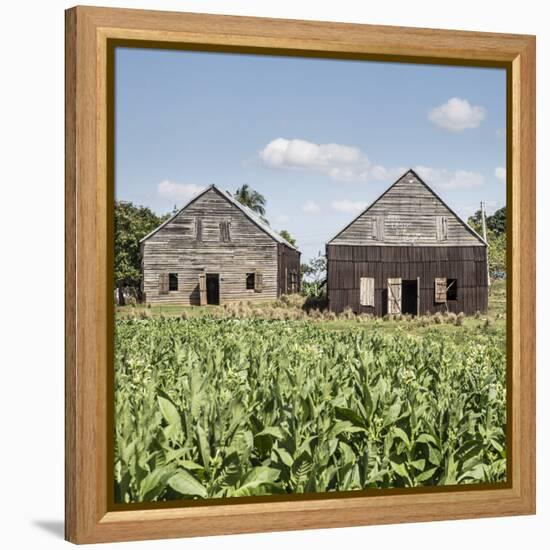 Drying House on a Tobacco Plantation, Pinar Del Rio Province, Cuba-Jon Arnold-Framed Premier Image Canvas